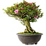 Rhododendron indicum Osakazuki, 56 cm, ± 30 jaar oud