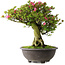 Rhododendron indicum Osakazuki, 56 cm, ± 30 Jahre alt