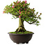 Rhododendron indicum Osakazuki, 56 cm, ± 30 jaar oud