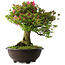 Rhododendron indicum Osakazuki, 56 cm, ± 30 Jahre alt