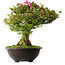 Rhododendron indicum Osakazuki, 56 cm, ± 30 jaar oud