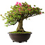 Rhododendron indicum Osakazuki, 56 cm, ± 30 jaar oud