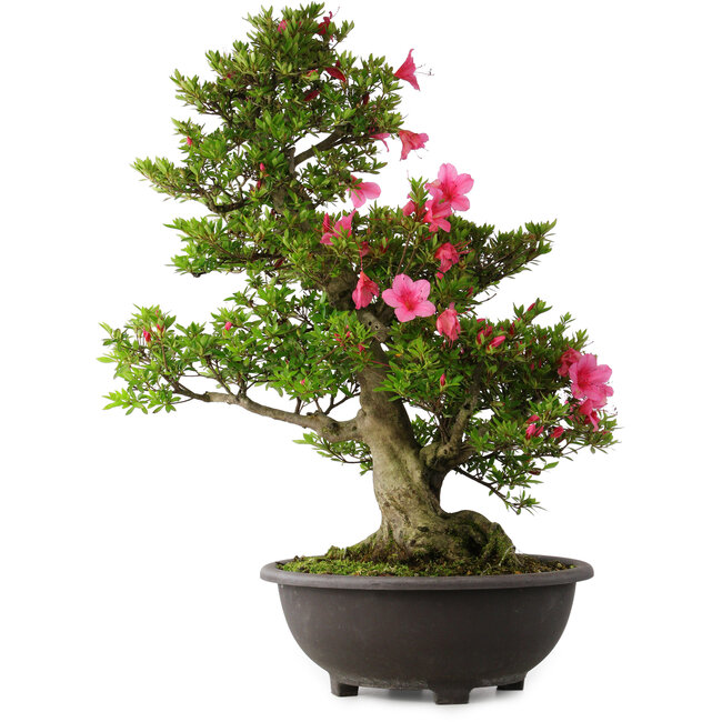 Rhododendron indicum Osakazuki, 72 cm, ± 30 jaar oud
