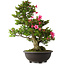 Rhododendron indicum Osakazuki, 72 cm, ± 30 Jahre alt
