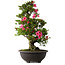 Rhododendron indicum Osakazuki, 72 cm, ± 30 jaar oud
