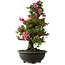 Rhododendron indicum Osakazuki, 72 cm, ± 30 jaar oud