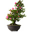 Rhododendron indicum Osakazuki, 72 cm, ± 30 jaar oud