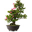 Rhododendron indicum Osakazuki, 72 cm, ± 30 jaar oud