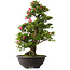 Rhododendron indicum Osakazuki, 72 cm, ± 30 jaar oud