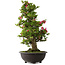 Rhododendron indicum Osakazuki, 72 cm, ± 30 jaar oud