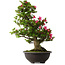 Rhododendron indicum Osakazuki, 72 cm, ± 30 jaar oud