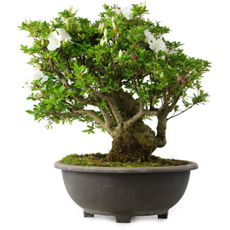 Rhododendron indicum Ai-No-Tsuki, 49,5 cm, ± 30 jaar oud