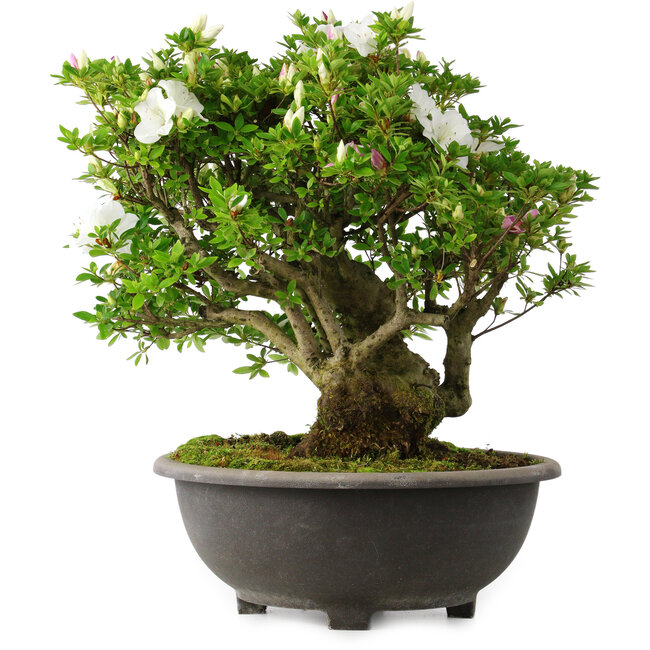 Rhododendron indicum Ai-No-Tsuki, 49,5 cm, ± 30 jaar oud