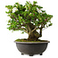 Rhododendron indicum Ai-No-Tsuki, 49,5 cm, ± 30 jaar oud