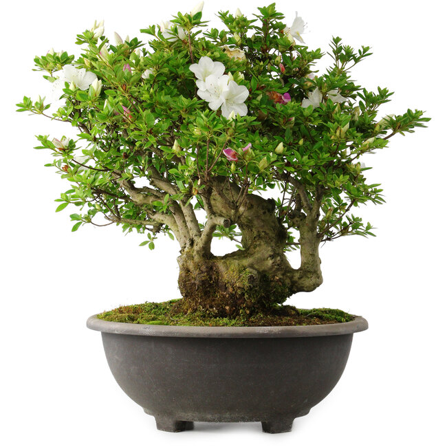 Rhododendron indicum Ai-No-Tsuki, 49,5 cm, ± 30 years old