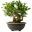Rhododendron indicum Ai-No-Tsuki, 49,5 cm, ± 30 jaar oud