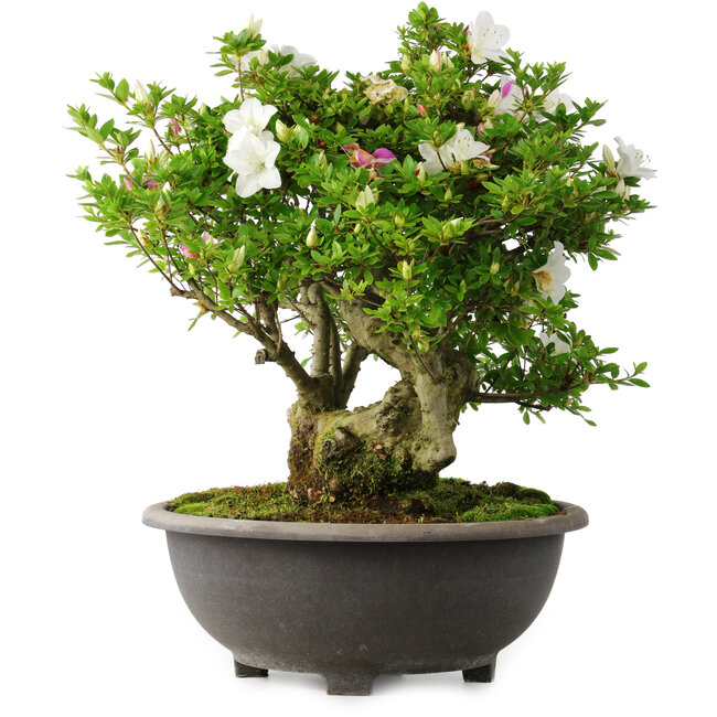 Rhododendron indicum Ai-No-Tsuki, 49,5 cm, ± 30 years old