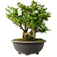 Rhododendron indicum Ai-No-Tsuki, 49,5 cm, ± 30 jaar oud