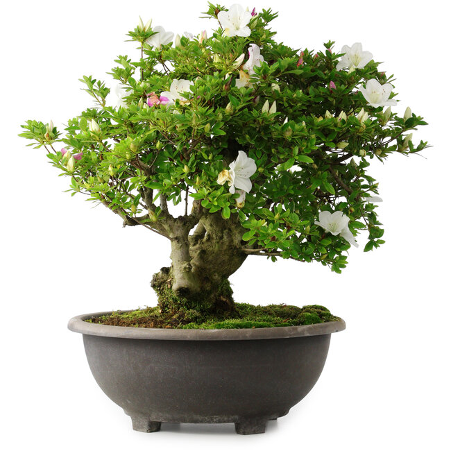 Rhododendron indicum Ai-No-Tsuki, 49,5 cm, ± 30 years old