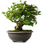 Rhododendron indicum Ai-No-Tsuki, 49,5 cm, ± 30 jaar oud