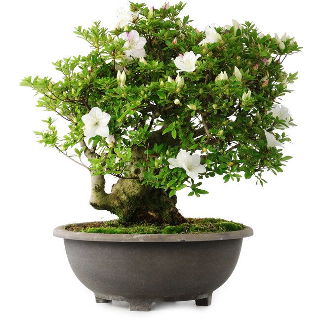 Rhododendron indicum Ai-No-Tsuki, 49,5 cm, ± 30 years old