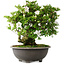 Rhododendron indicum Ai-No-Tsuki, 49,5 cm, ± 30 jaar oud
