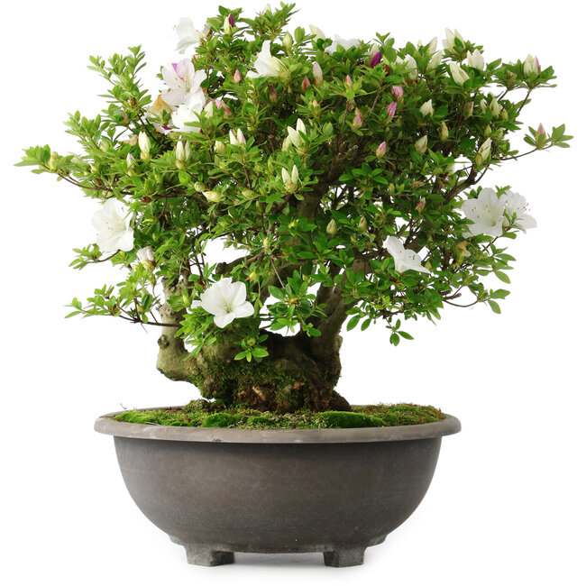 Rhododendron indicum Ai-No-Tsuki, 49,5 cm, ± 30 years old
