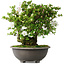 Rhododendron indicum Ai-No-Tsuki, 49,5 cm, ± 30 jaar oud