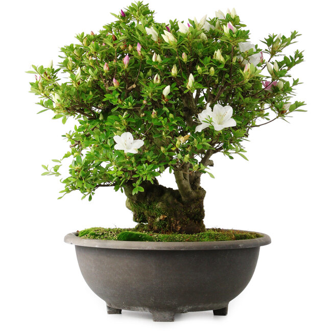 Rhododendron indicum Ai-No-Tsuki, 49,5 cm, ± 30 years old