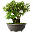 Rhododendron indicum Ai-No-Tsuki, 49,5 cm, ± 30 jaar oud