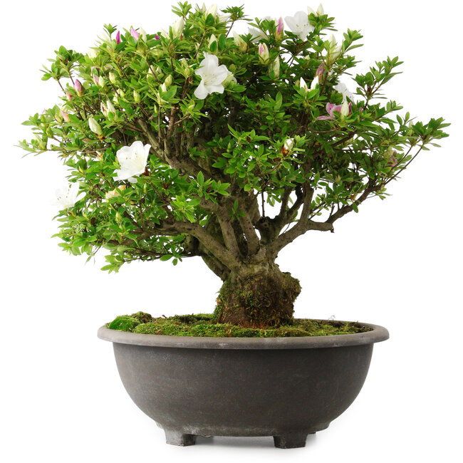 Rhododendron indicum Ai-No-Tsuki, 49,5 cm, ± 30 years old