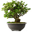 Rhododendron indicum Ai-No-Tsuki, 49,5 cm, ± 30 jaar oud