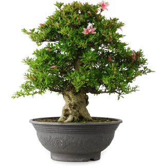 Rhododendron indicum Nyo-Hozan, 52 cm, ± 30 jaar oud