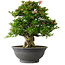 Rhododendron indicum Nyo-Hozan, 52 cm, ± 30 Jahre alt