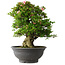Rhododendron indicum Nyo-Hozan, 52 cm, ± 30 Jahre alt