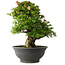 Rhododendron indicum Nyo-Hozan, 52 cm, ± 30 Jahre alt