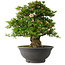Rhododendron indicum Nyo-Hozan, 52 cm, ± 30 Jahre alt