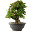 Rhododendron indicum Nyo-Hozan, 52 cm, ± 30 ans