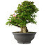 Rhododendron indicum Nyo-Hozan, 52 cm, ± 30 Jahre alt
