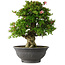Rhododendron indicum Nyo-Hozan, 52 cm, ± 30 Jahre alt