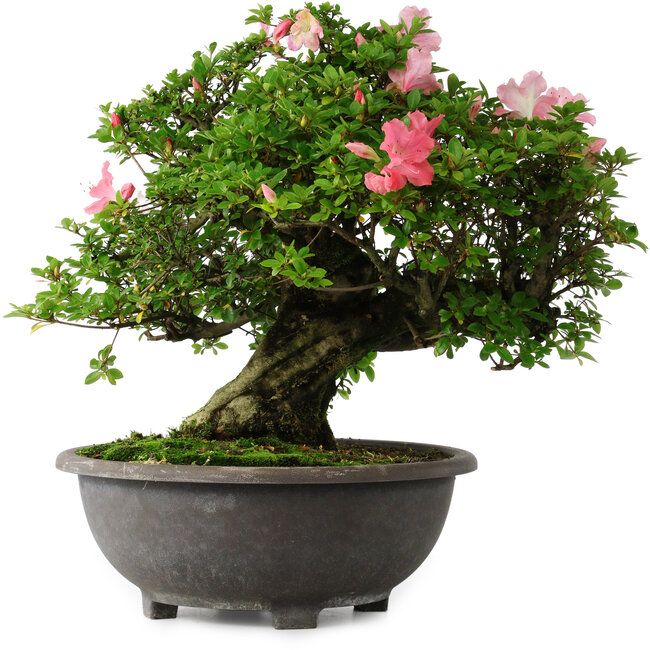 Rhododendron indicum Hanazono, 47 cm, ± 30 jaar oud