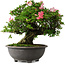 Rhododendron indicum Hanazono, 47 cm, ± 30 jaar oud
