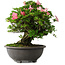Rhododendron indicum Hanazono, 47 cm, ± 30 jaar oud