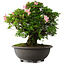 Rhododendron indicum Hanazono, 47 cm, ± 30 jaar oud