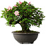 Rhododendron indicum Hanazono, 47 cm, ± 30 jaar oud