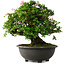 Rhododendron indicum Hanazono, 47 cm, ± 30 jaar oud