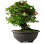 Rhododendron indicum Hanazono, 47 cm, ± 30 jaar oud