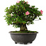 Rhododendron indicum Hanazono, 47 cm, ± 30 jaar oud