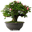 Rhododendron indicum Hanazono, 47 cm, ± 30 jaar oud