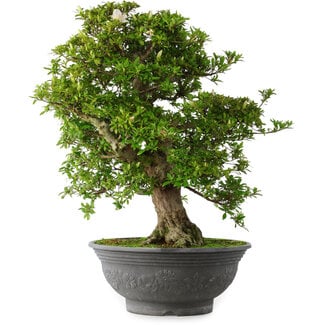 Rhododendron indicum Hakurei, 64 cm, ± 30 jaar oud